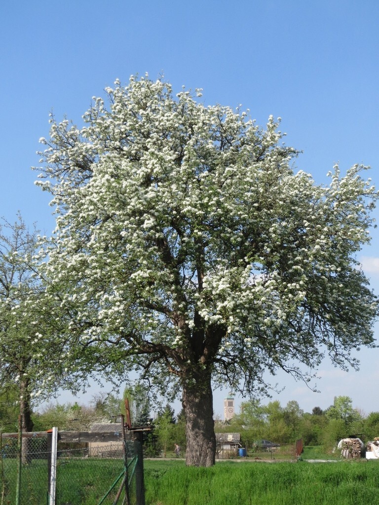 European Pear | Premium Seeds | Pyrus communis ‘Fruit’ | Plants’®