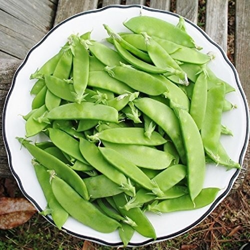 50+ MAMMOTH MELTING SUGAR POD SNOW PEA-Heirloom-Non GMO-USA-FREE SHIPPING