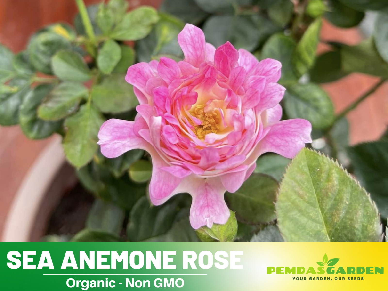 30+ Seeds| Sea Anemone Perennial Rose Seeds