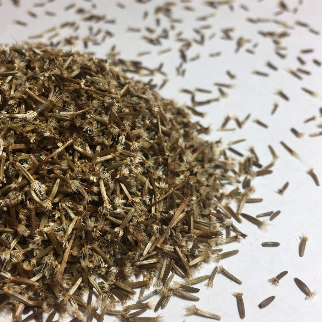 Elecampane Seeds (Inula helenium) ~Traditional Herb Perennial Pollinator Garden
