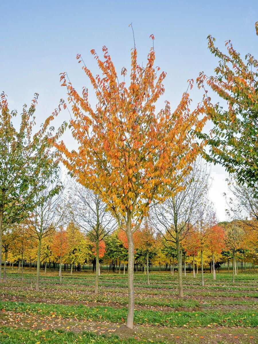 Japanese Sakuranbo Cherry | Premium Seeds | Prunus serrulata Spontanea | Plants’