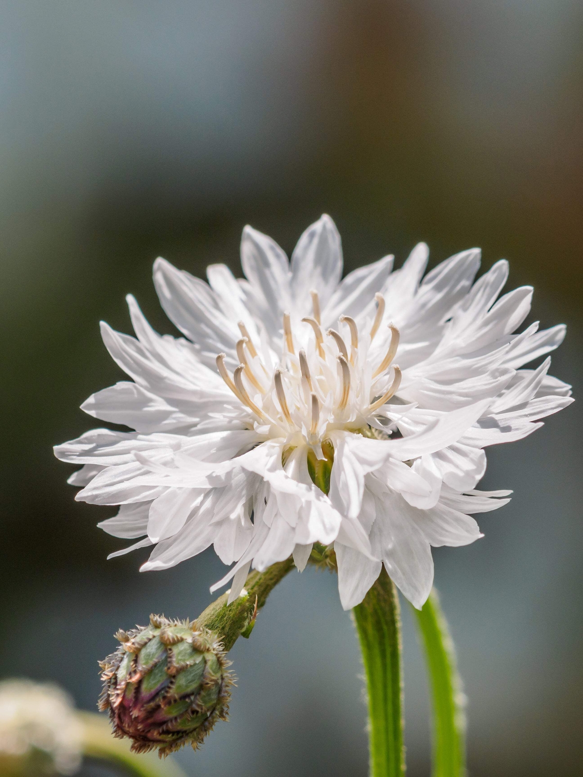 750 White BACHELOR’S BUTTON / CORNFLOWER Centaurea Cyanus Flower Seeds