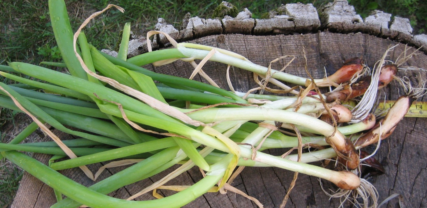 Egyptian Onions Catawissa Winter Walking Topset Spring Sets 10 Planters Jumbo