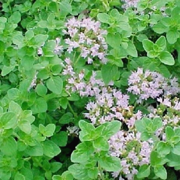 501+ITALIAN OREGANO Seed Organic Herb Patio Container Vegetable Garden Perennial