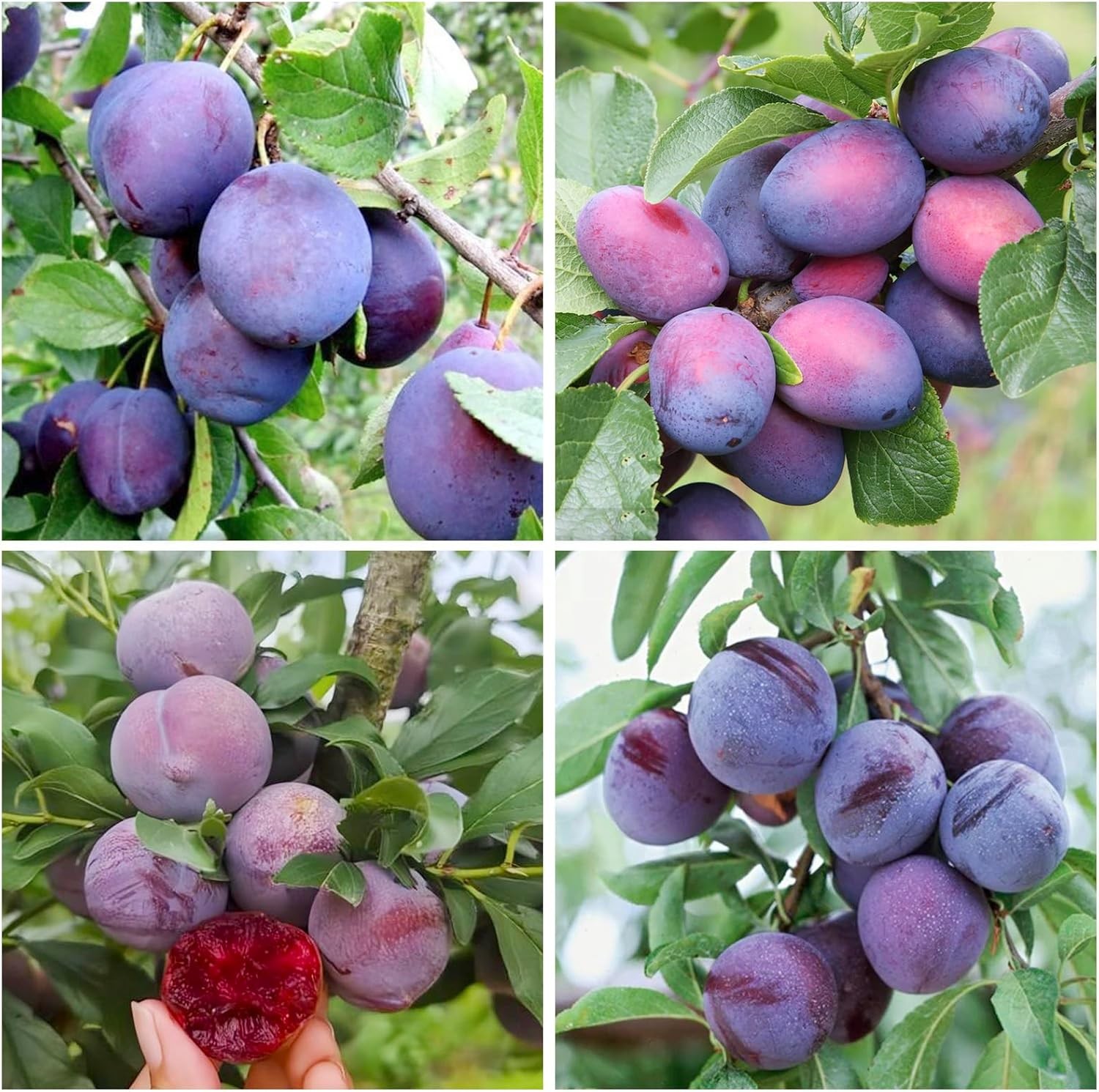10+ Wild Plum Tree Fruit Seeds for Planting Outdoor-Perennial Non-GMO Fruit Tree