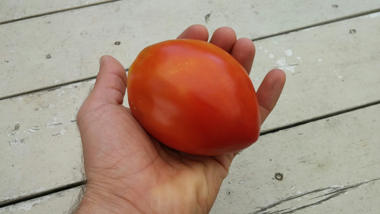 Heirloom Paste Tomato Seed Combo – 300 Seeds Total – Three Top Pasting Varieties