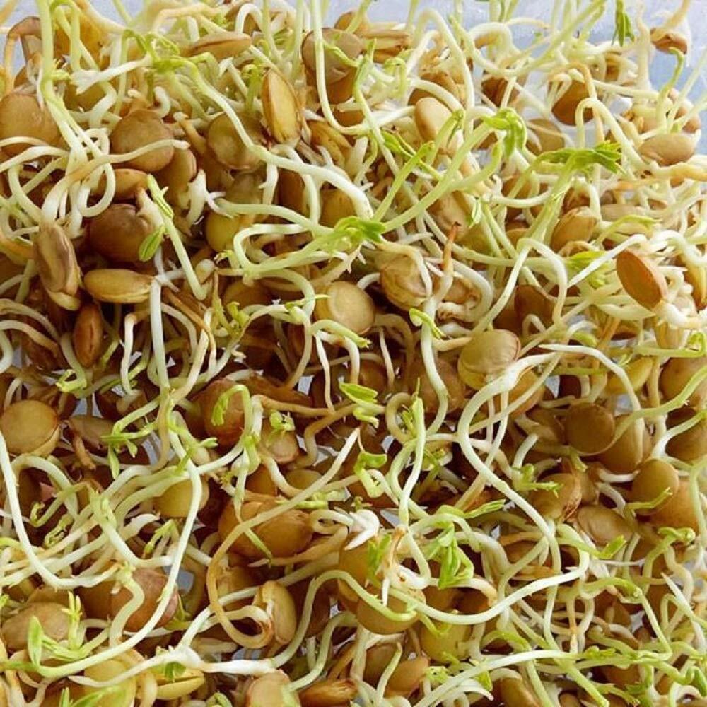 Green Lentil Seeds for Sprouting Microgreens, COOL BEANS N SPROUTS