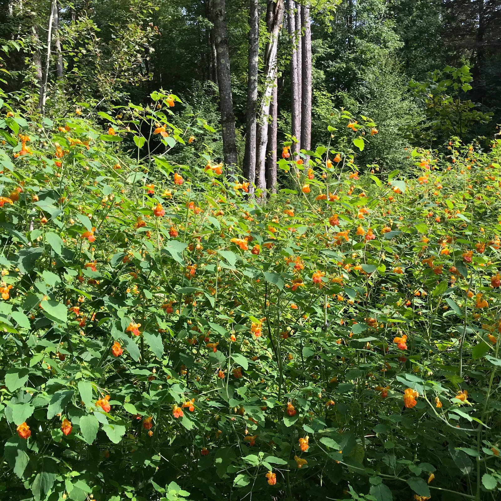 Jewelweed, Orange (Impatiens capensis)