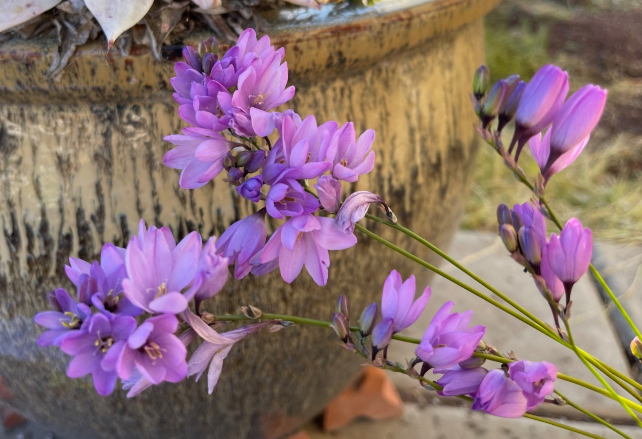 Bulbs C, CHOOSE 2: Ixia curta, longituba, maculata, etc., more