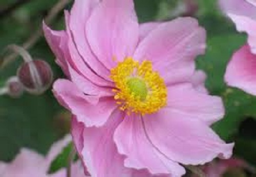 20+ Pink Anemone Flower Seeds / Perennial