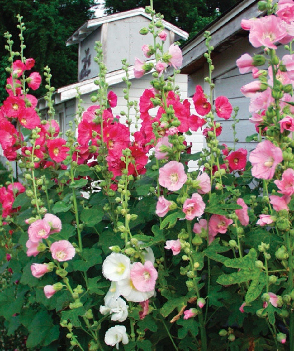 50+SEEDS Indian Springs Hollyhock. Mix Color. Free black Eyed Susan Seeds