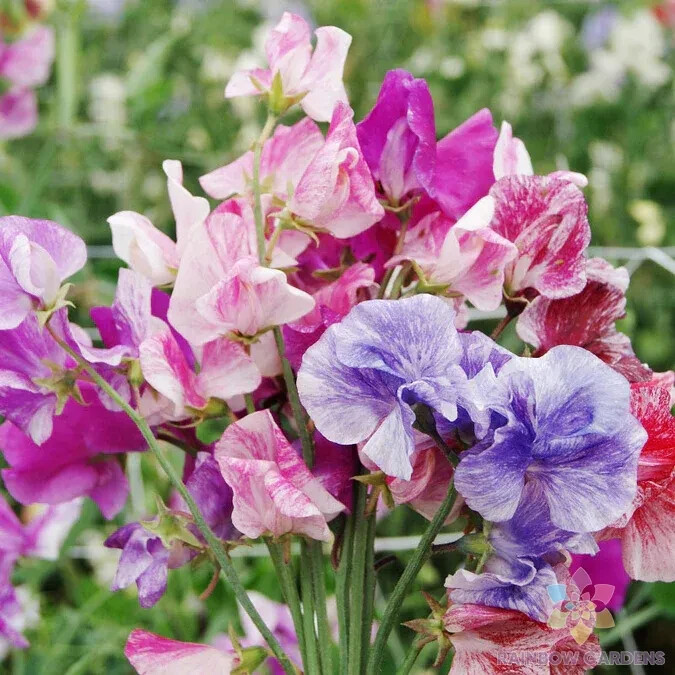 50+ Streamer Mix Sweet Pea Seeds for Garden Planting – USA – FREE SHIPPING!