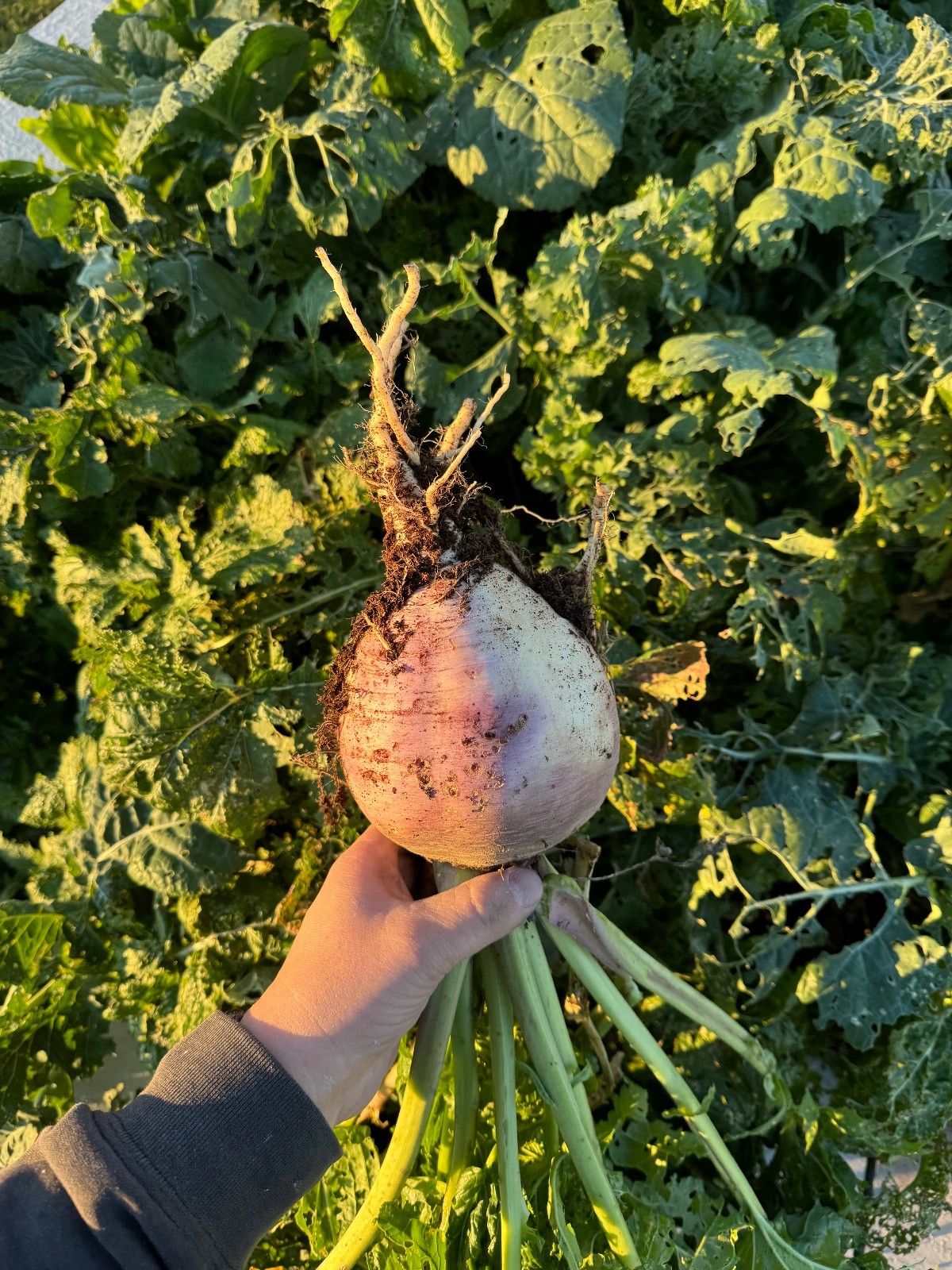 Best Garden Cover Crop Mix for Soil Health Nitrogen fixing Root Detox 4#