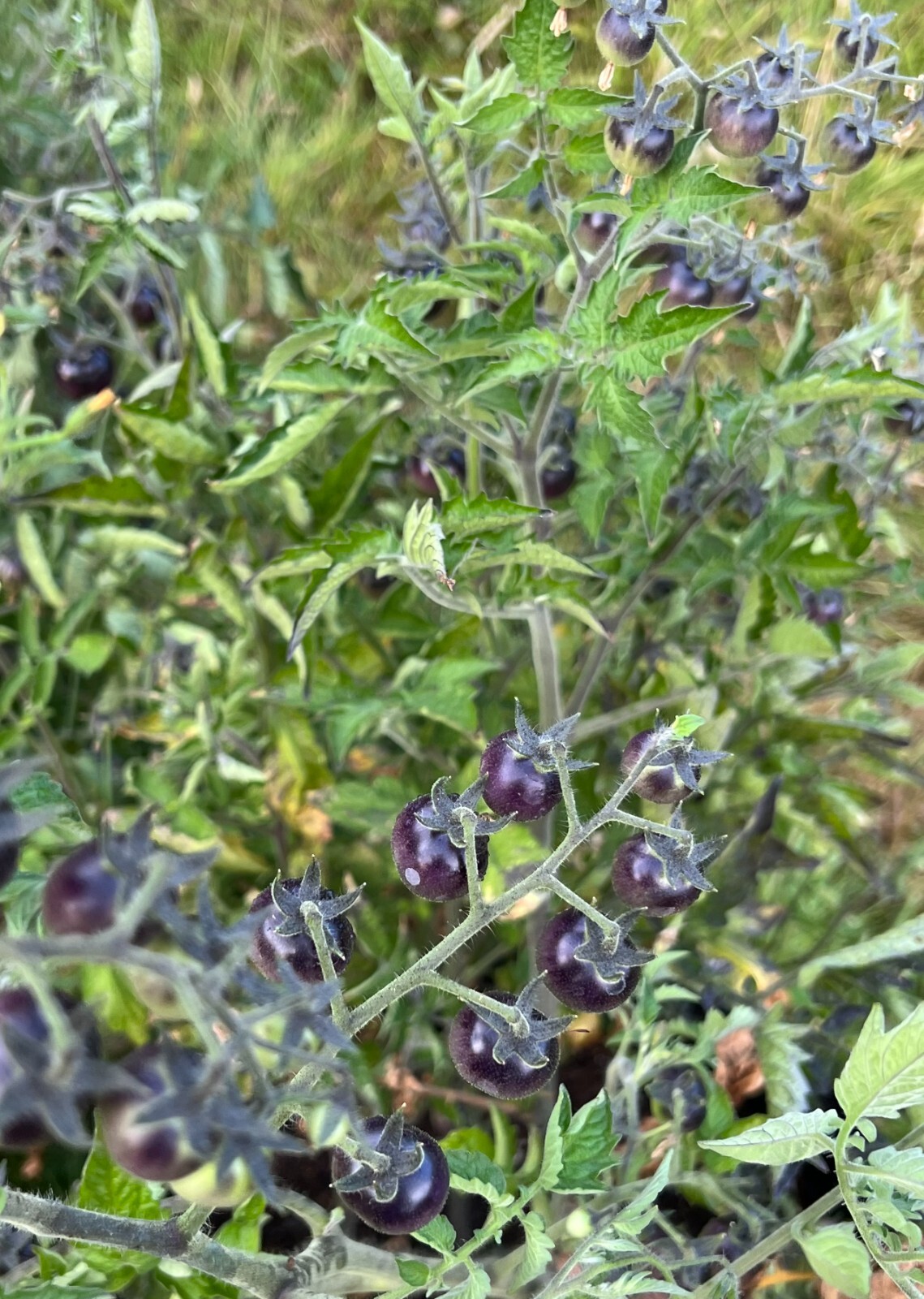 Blue Berries Tomato Seeds | Organic | Indigo Variety | Rare | Antioxidant Rich