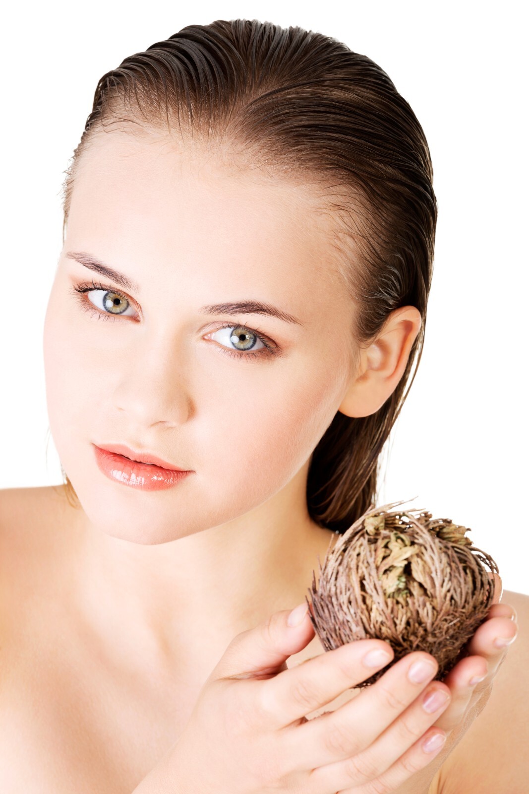 Rose of Jericho Flower Resurrection Rose Flor de Peña Selaginella Lepidoph Plant