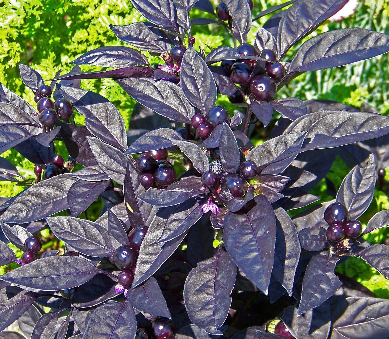 Black Pearl Ornamental Pepper 10 Seeds Free Shipping!