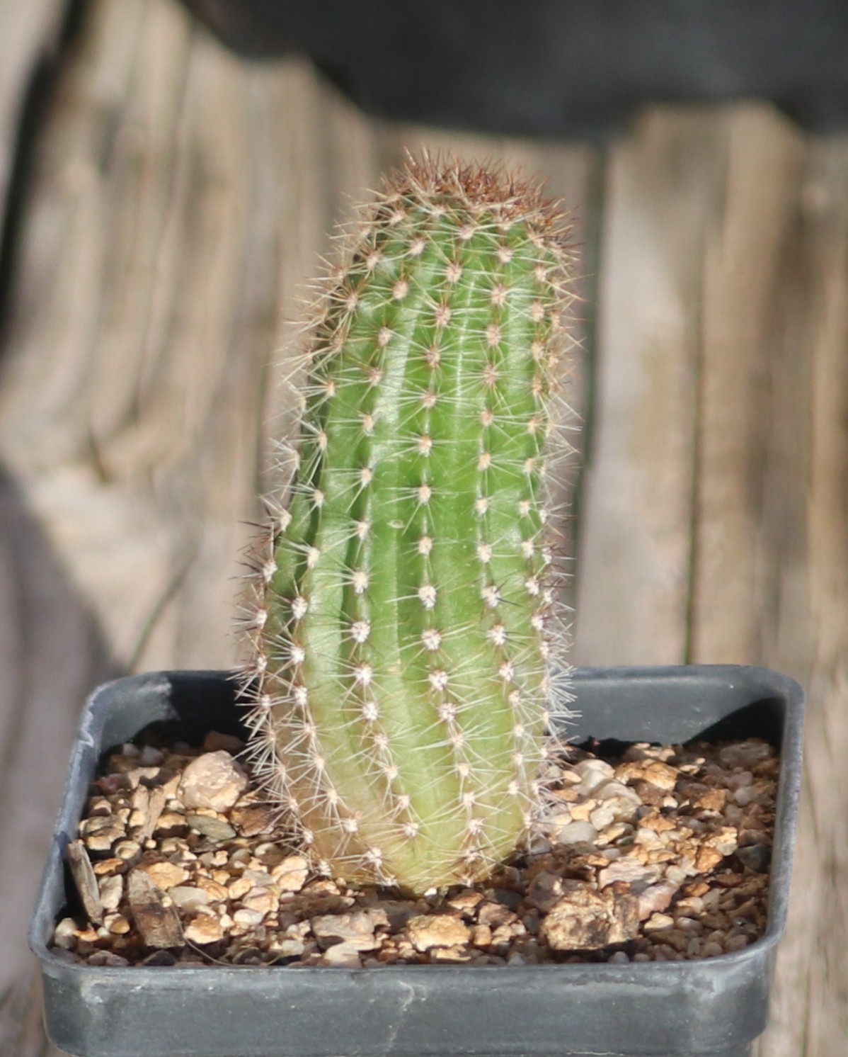Echinopsis hybrid ‘Spring Blush’