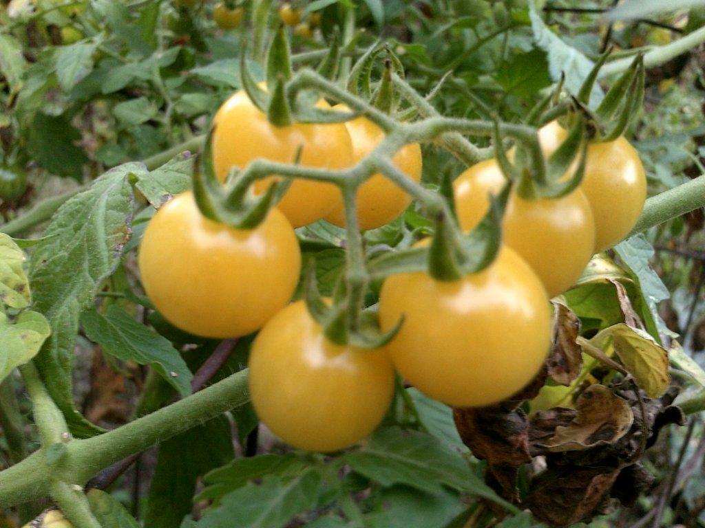 Wild Coyote Tomato 20 Seeds Vigorous Drought Resistant