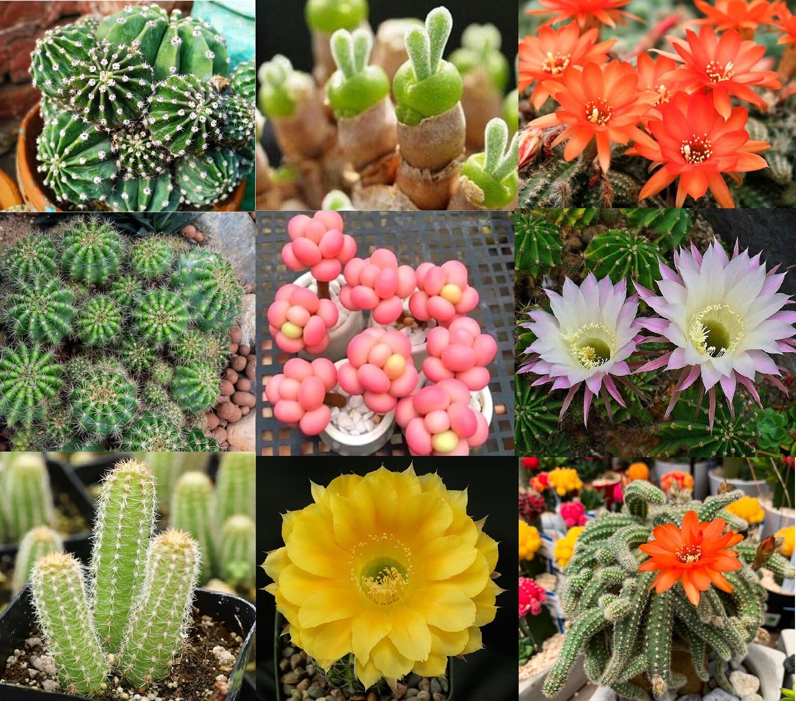 Echinopsis Cactus Species Mix – 50+ Seeds – All The Favorites! – Ships from Iowa