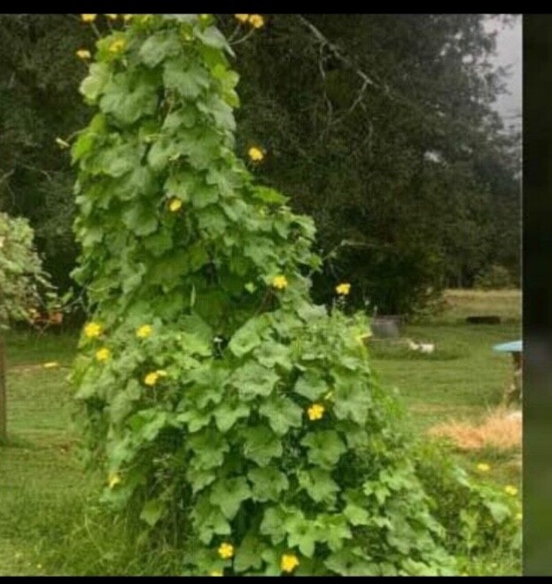 20 Organic 2024 Luffa Loofah Seeds Vegetable Sponge Easy To Grow