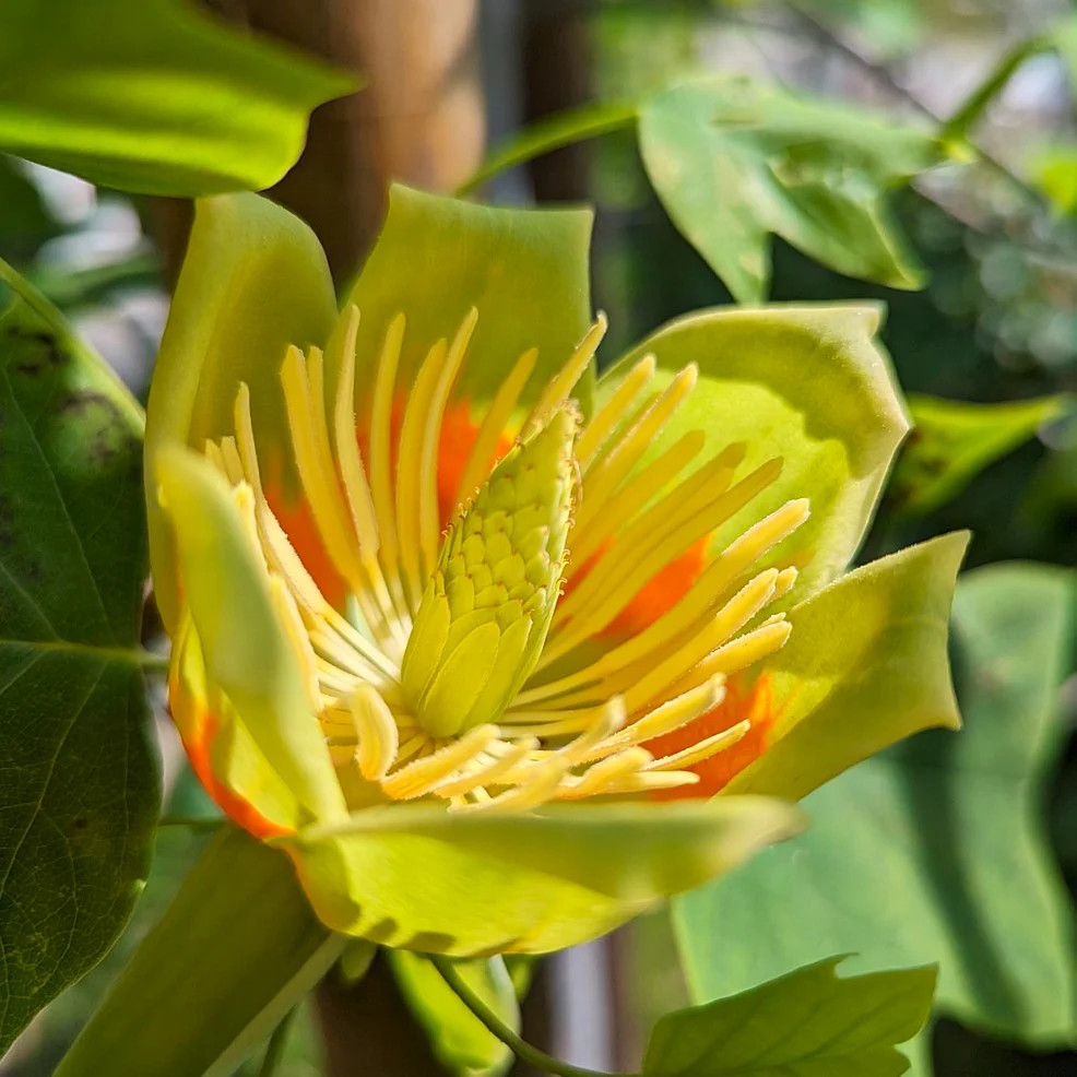 Tulip Poplar Tree Seeds – For 2026 Planting Tallest Fast Growing Flowering