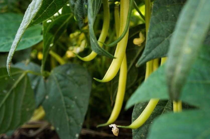 Top Notch Golden Wax Bush Bean – Fresh Seeds – Yellow/Stringless – Non-GMO, USA