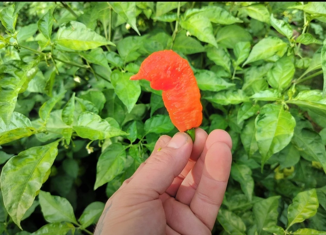 SUPERHOT!- Variety Pack – Over 200! Seeds – One Dozen Different Hot Varieties.