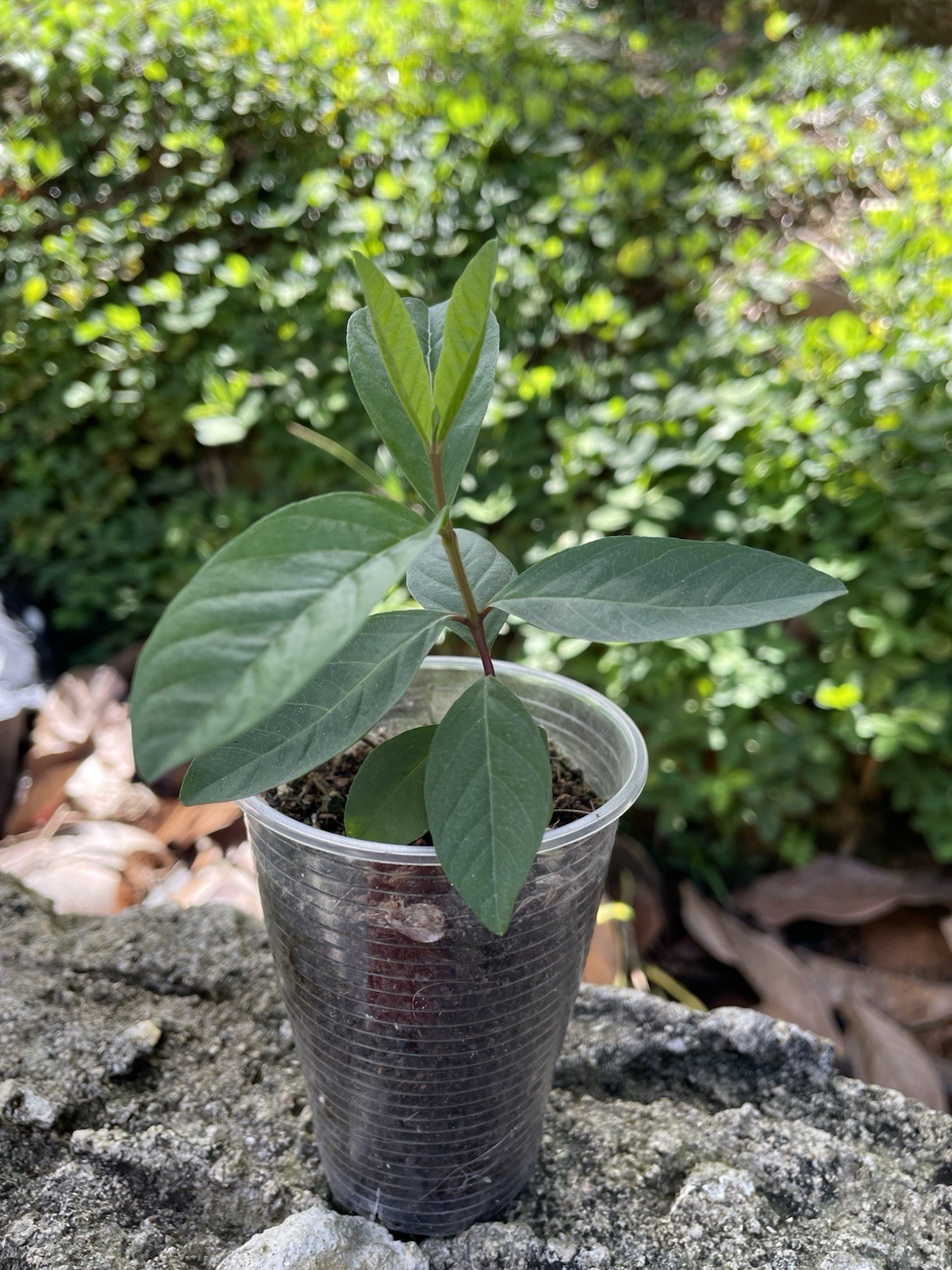 Tropical Guava Tree – Yellow Skin, Pink Inside – 4-6” Seedling – Psidium Guajava
