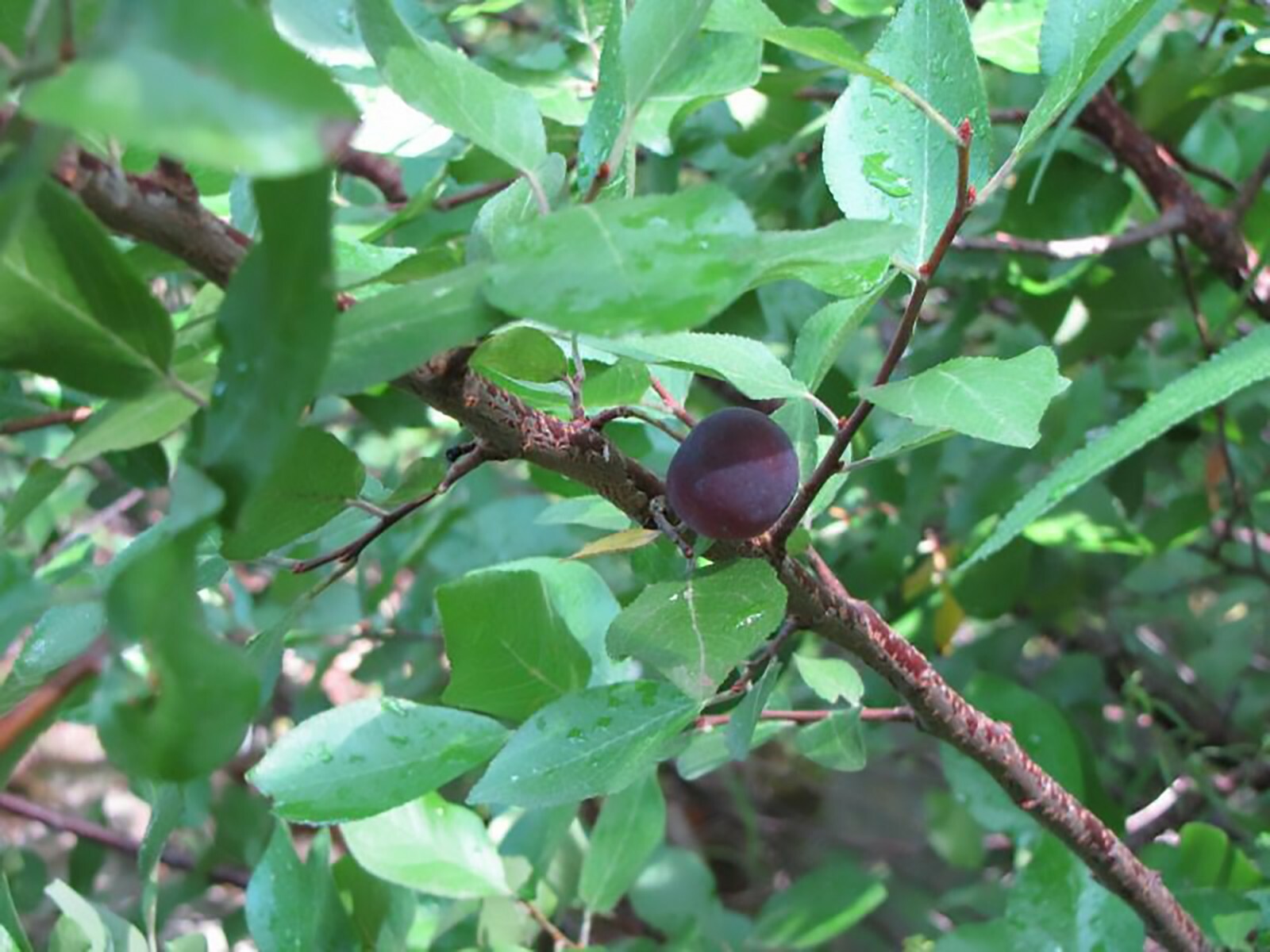 Beach Plum, Prunus maritima, Shrub Seeds