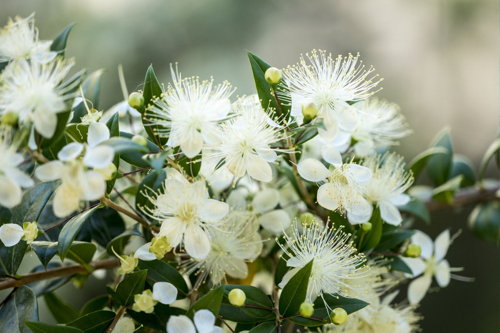 White Crape Myrtle 25 Heirloom Seeds Tropical Plant Collectors Choice-Crepe