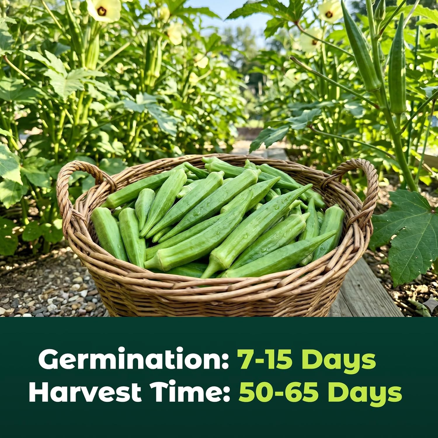 Clemson Spineless Okra Seeds for Planting, 120 Heirloom Seeds — Heat-Tolerant &