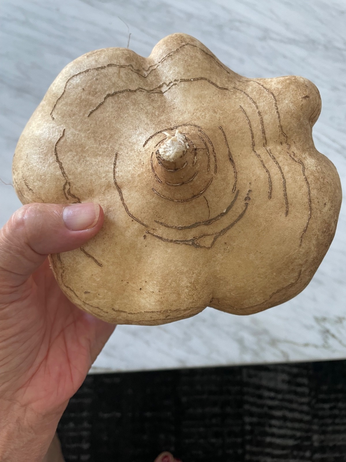 100 Jicama Seeds Vegetable Mexican Yam Bean Root, Hột củ sắn, ORGANIC NON – GMO