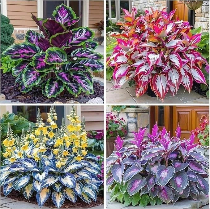 Hosta Seeds – 100 Rare White& Red Hosta with Blue Variations – Perennial Plants