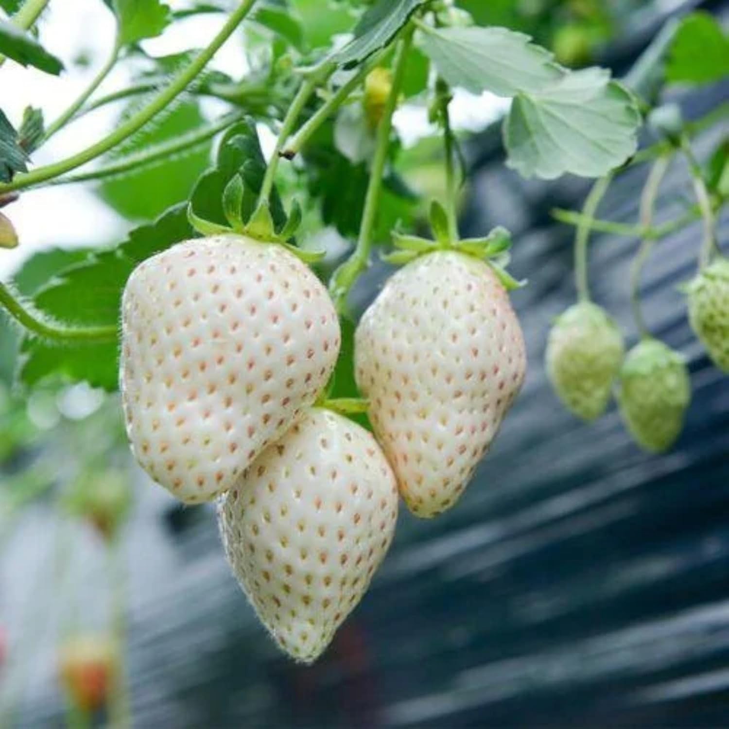 Perennial White Strawberry Seeds – 200 Non-GMO, Thrives in Varied Climates