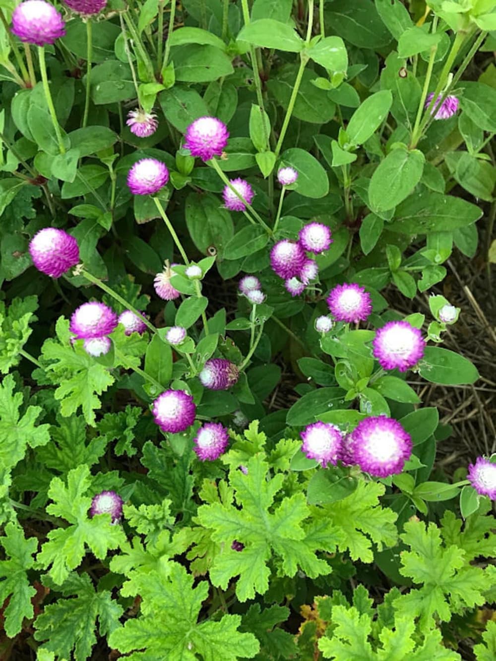 100pcs Globe Amaranth Gomphrena Globosa Seeds Mixed Colors Amaranthus green