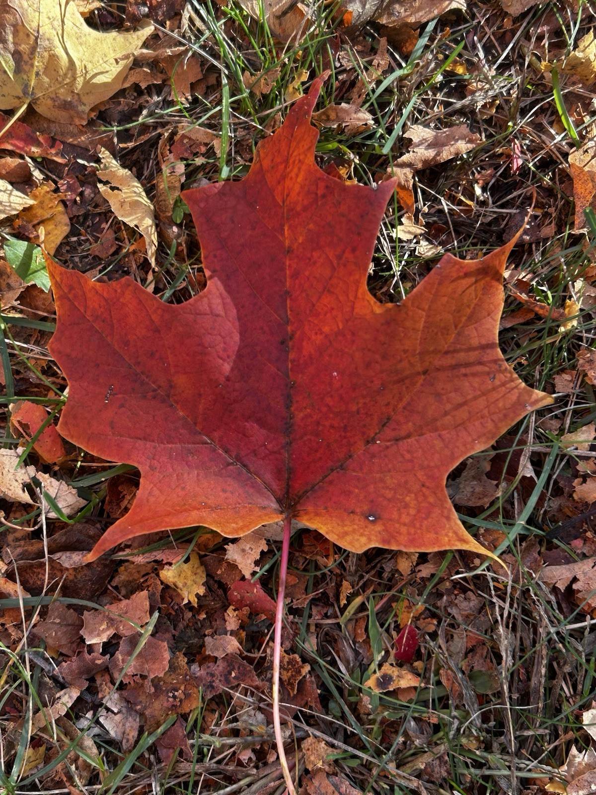 ‘Bonfire’ Sugar Maple Seed (20pc.) Acer Saccharum