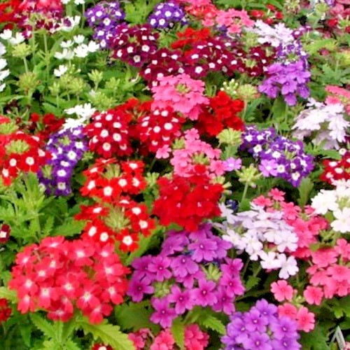 Florist Favorite Mix Verbena Seeds – Vibrant Hardy Non-GMO Flowers