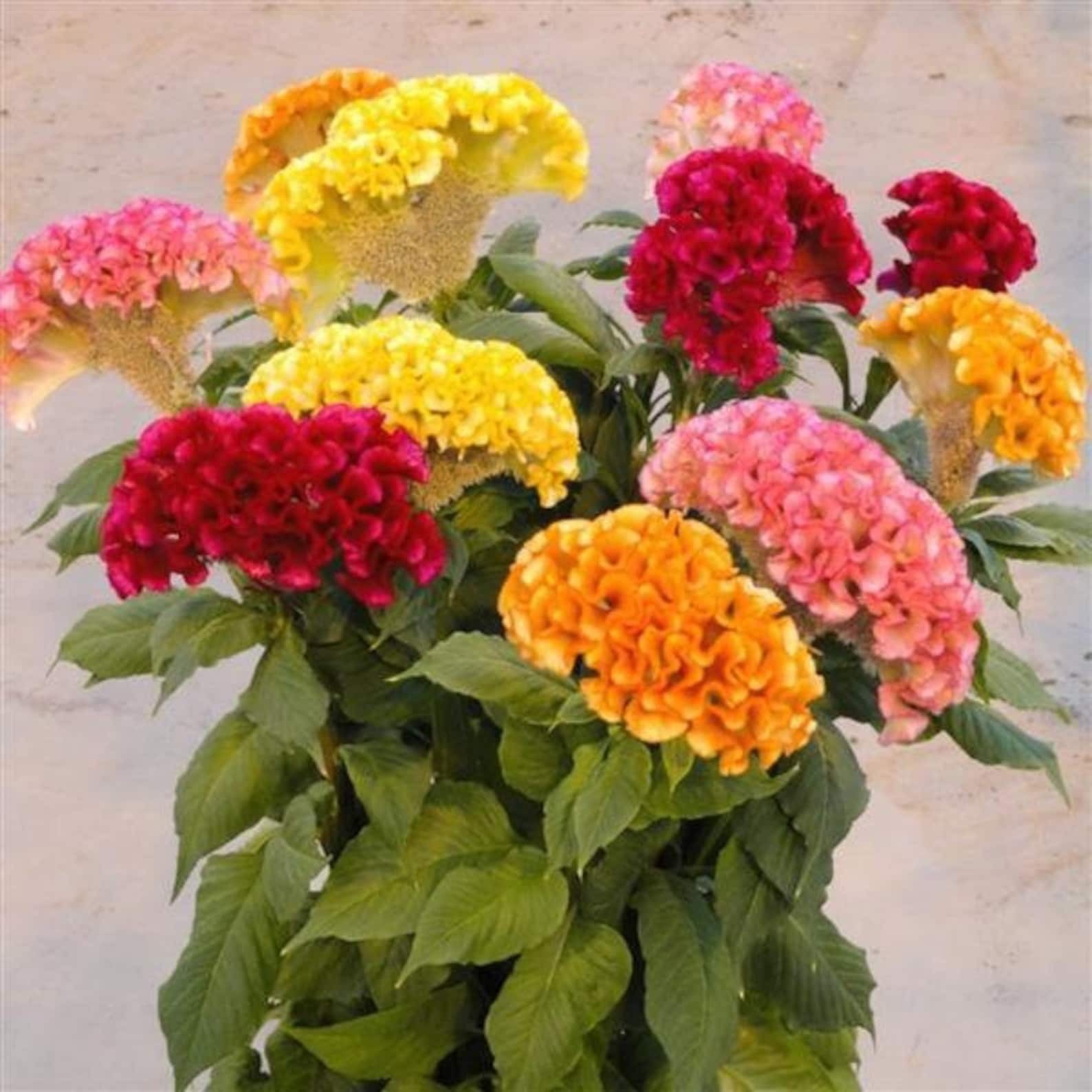 Celosia Cockscomb Cristata Mix Organic seeds fresh for 2026