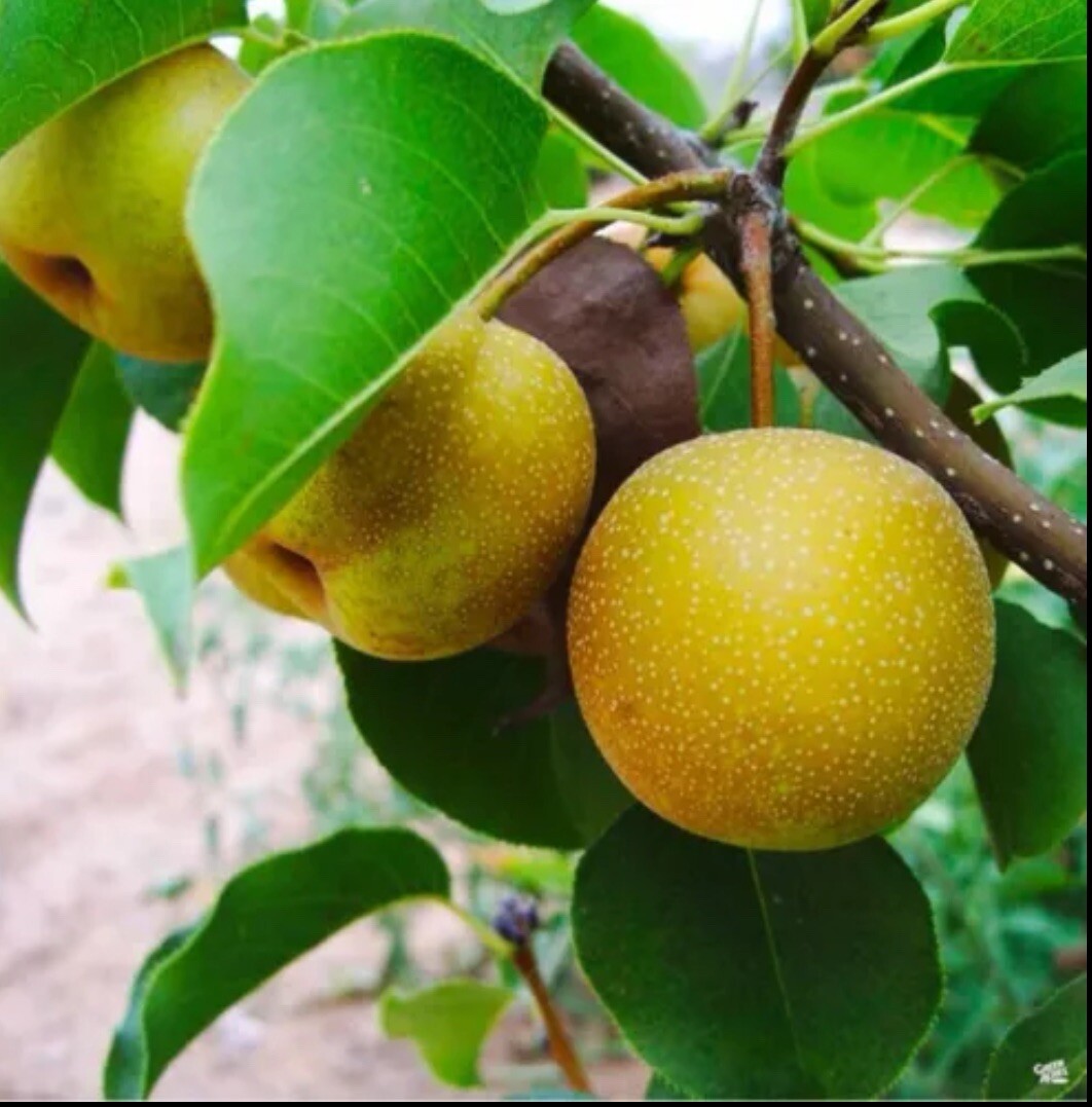 8-12” tall Shinko Asian Pear Pyrus pyrifolia ‘Shinko’ 1 grafted potted plant