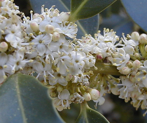English Holly, Ilex aquifolium, Tree Seeds