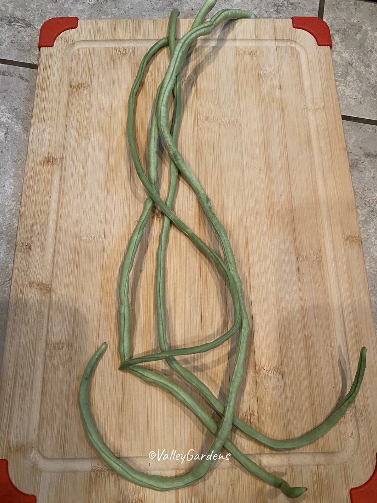 🌱 Heirloom Yu Long Yardlong/Asparagus Bean 20 Seeds