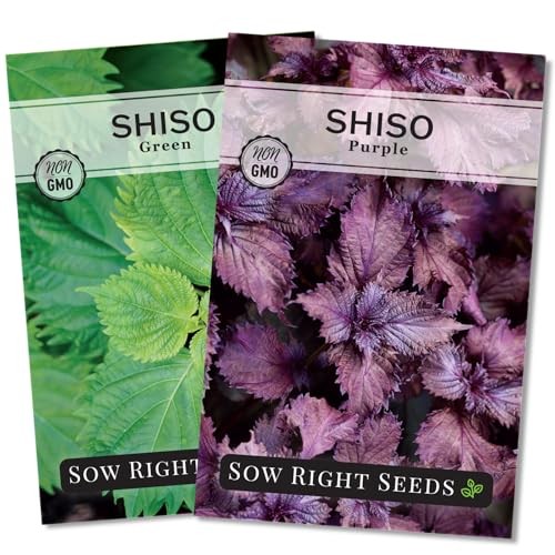 – Shiso Seed Collection for Planting – Includes Green & Purple – Non-GMO