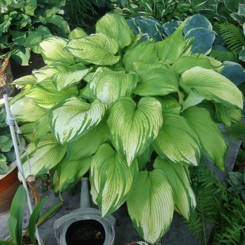Hosta Seeds for Planting, 290+Pcs Rare Perennial Hosta Flower Seeds Plants, Non-
