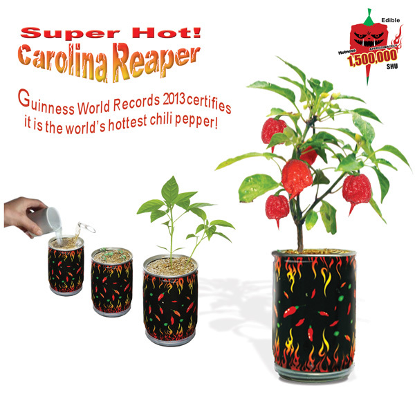 Carolina Reaper “All Included in Growing kit” Grow Carolina Reaper Pepper