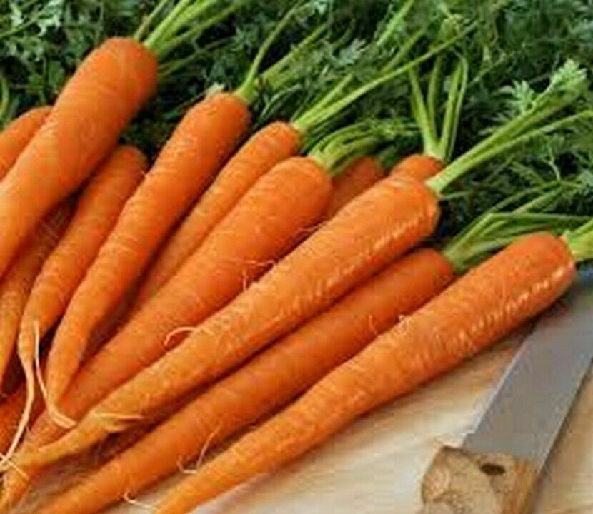 SCARBOROUGH SEEDS TENDERSWEET CARROT 500 SEEDS NON-GMO HEIRLOOM