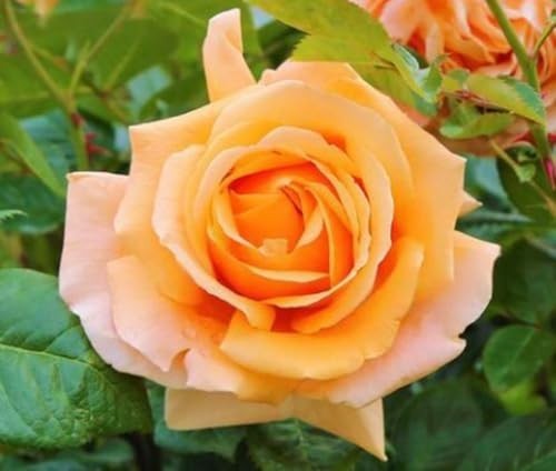100PCS Mixed Rose Seeds – Lush Perennial Blooms, Heirloom Flower Seeds for Garde