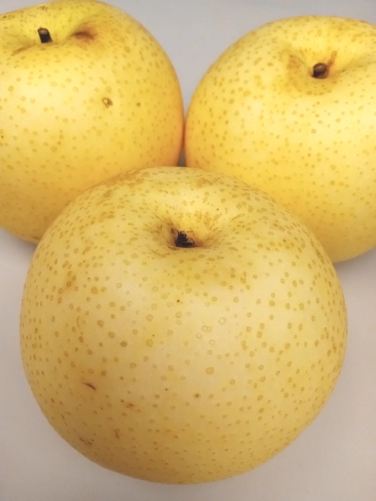 Asian Sand Pear Pyrus Pyrifolia 沙梨种子 – 10 Seeds – Edible Fruit Tree USA