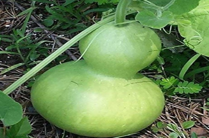 Bottle Gourd Seeds Lot of 25 seeds Heirloom garden spring summer homegrown