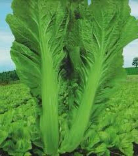 5000+ Super Large Leaf Bamboo GAI CHOI Mustard Green seeds Cai Be xanh Sieu Lon