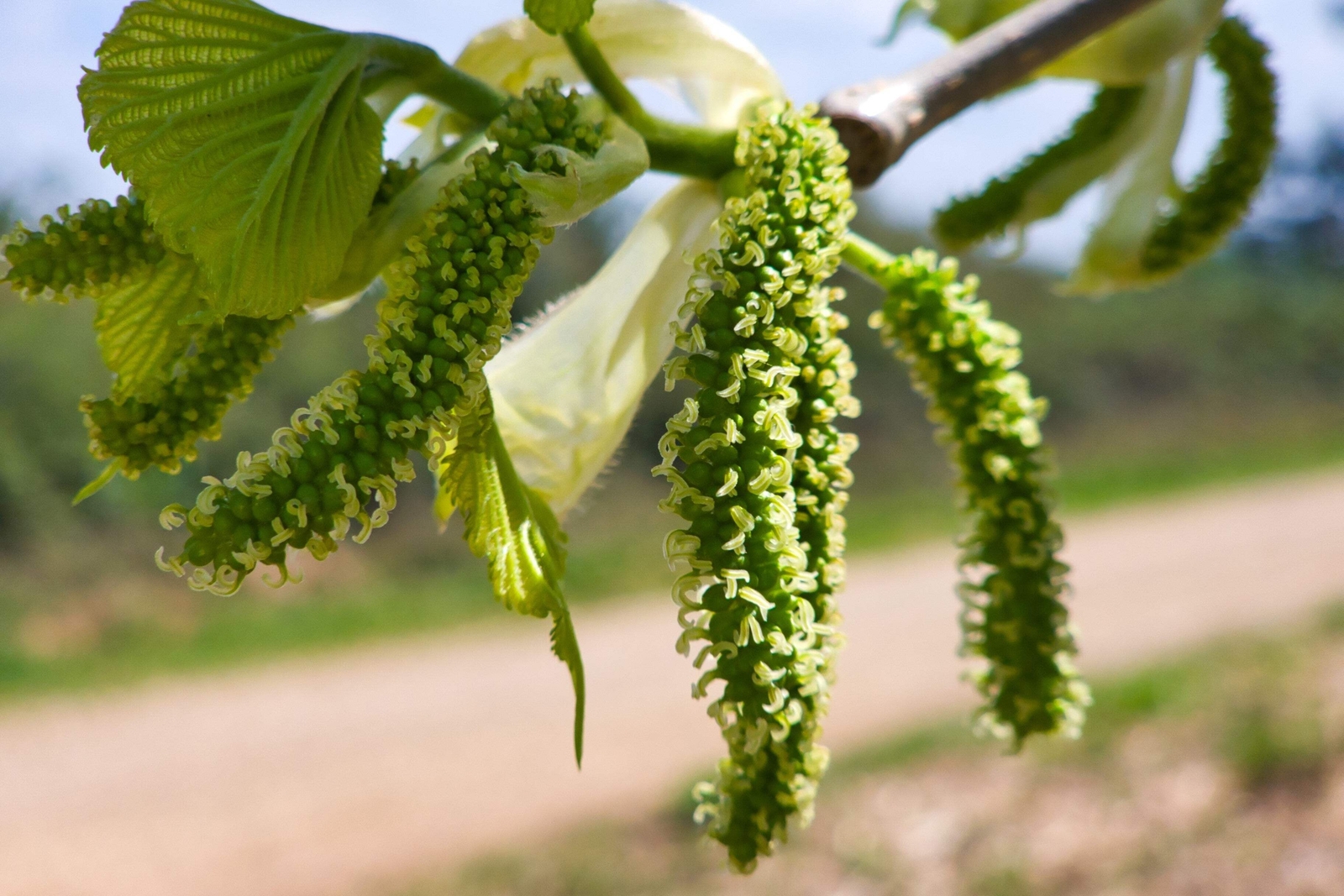 15 MULBERRY Tree Bush Morus Rubra Red Berry Fruit Seeds *Flat S/H